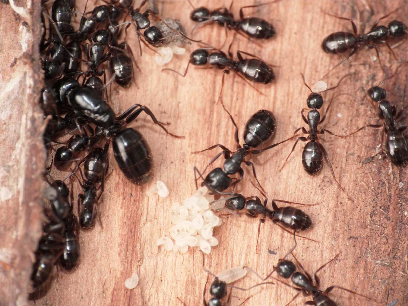 Quale Camponotus?